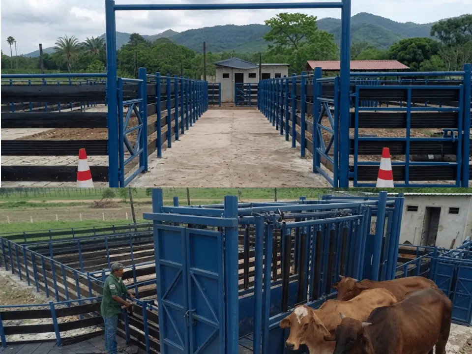 Bandas de caucho instaladas en corral de manejo ganadero